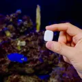 The Pill by Shelly